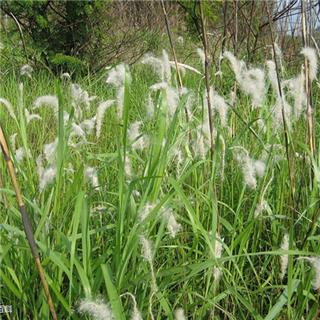 草皮種植的流程和注意事項