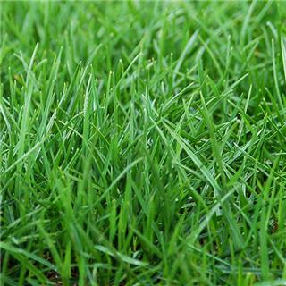 草皮的冬季養護小技巧